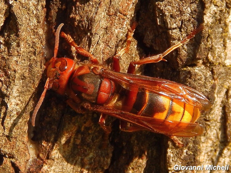 Vespa crabro